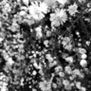 Meet your Posher, Zalie